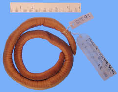 Image of African caecilians