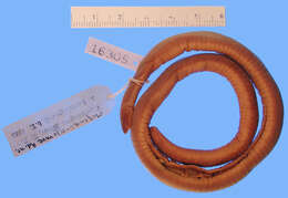 Image of African caecilians
