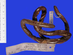 Image of Caecilia caribea Dunn 1942