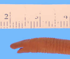 Image of Rio Cauca Caecilian