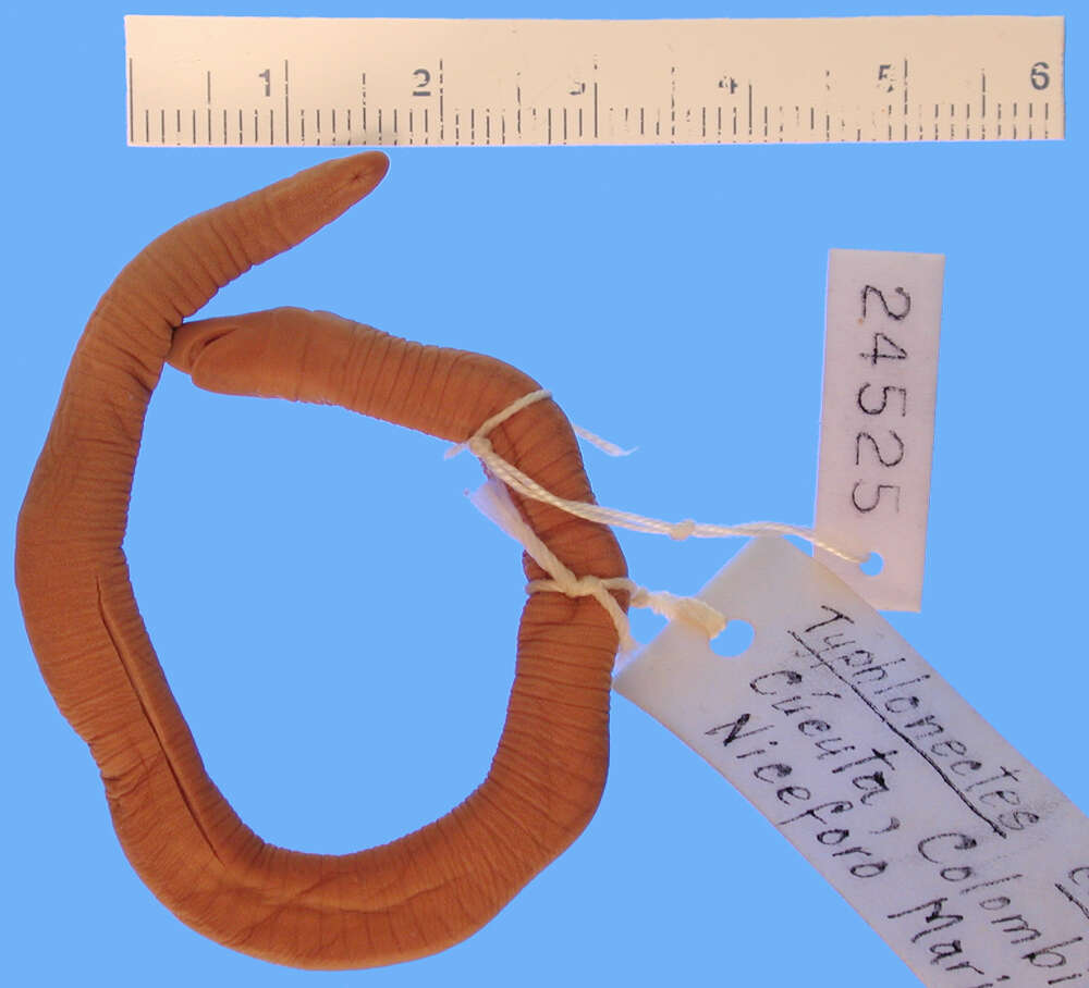 Image of Rio Cauca Caecilian