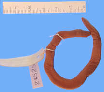 Image of Rio Cauca Caecilian