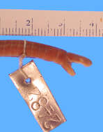 Image of <i>Lutkenotyphlus brasiliensis</i>