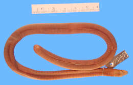 Image of <i>Lutkenotyphlus brasiliensis</i>