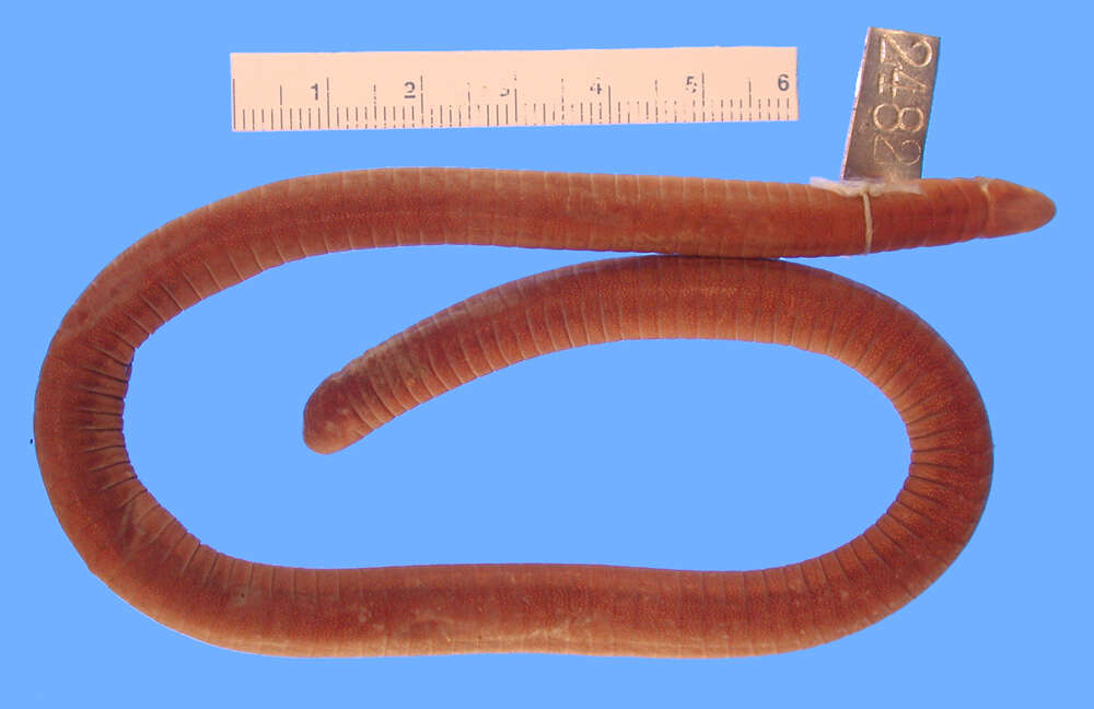 Image of <i>Lutkenotyphlus brasiliensis</i>