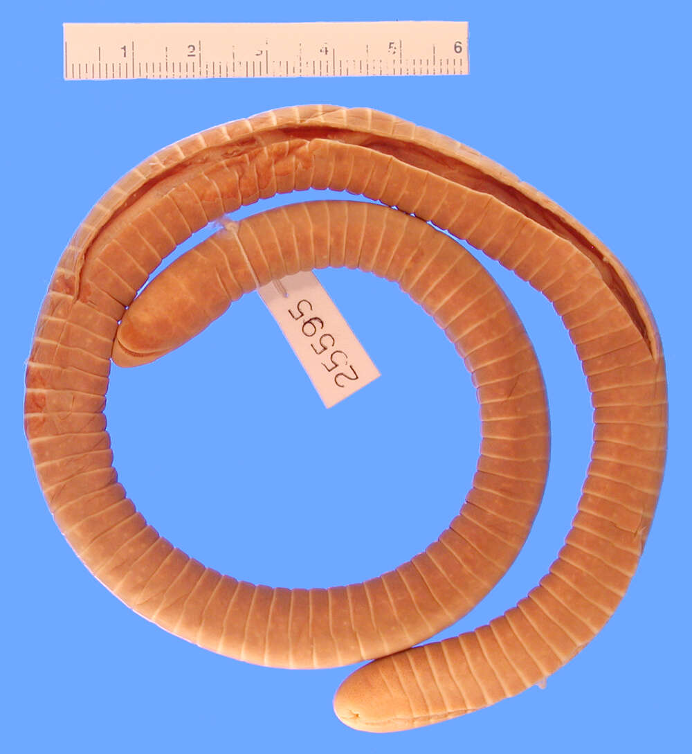 Image of Boettger's Caecilian