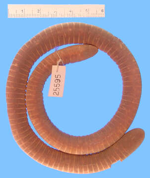 Image of Boettger's Caecilian