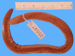 Image of neotropical tailed caecilians