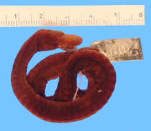 Image of Darjeeling Caecilian