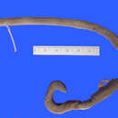 Image of Forest Caecilian