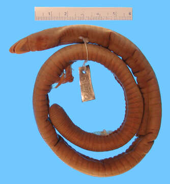 Image of Congo caecilians