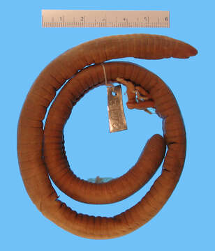 Image of Congo caecilians