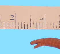 Sivun Microcaecilia pricei (Dunn 1944) kuva