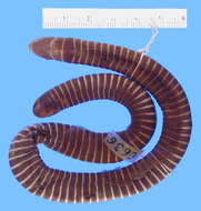 Image of Siphonops Wagler 1828