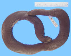 Image of Cayenne Caecilian