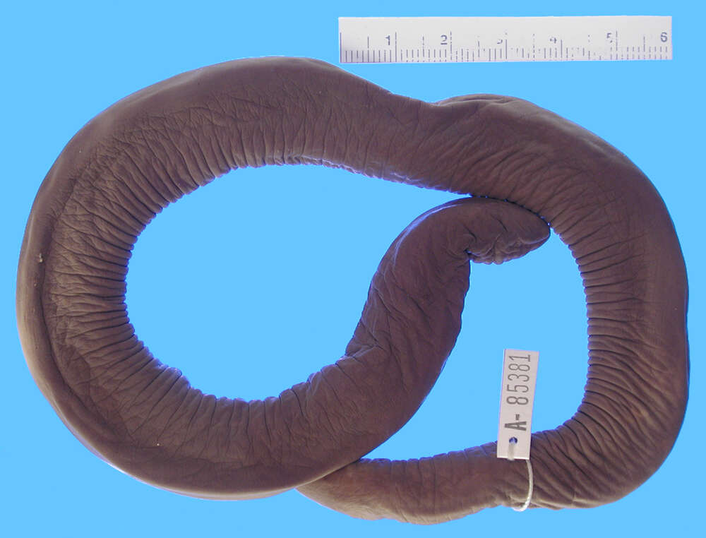 Image of Cayenne Caecilian