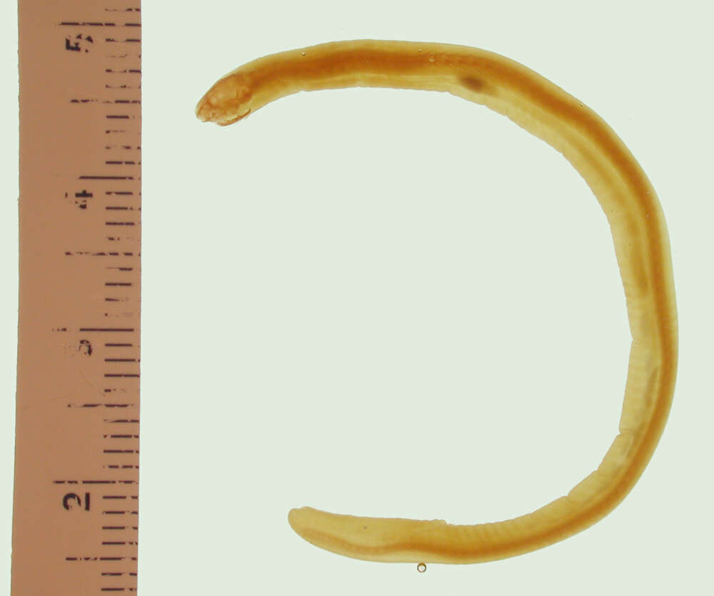 صورة Dermophis parviceps (Dunn 1924)