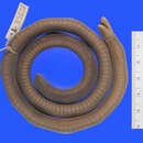 Image of Rio Lita Caecilian