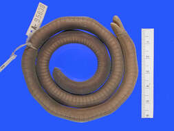 Image of Rio Lita Caecilian