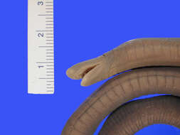 Image of Rio Lita Caecilian