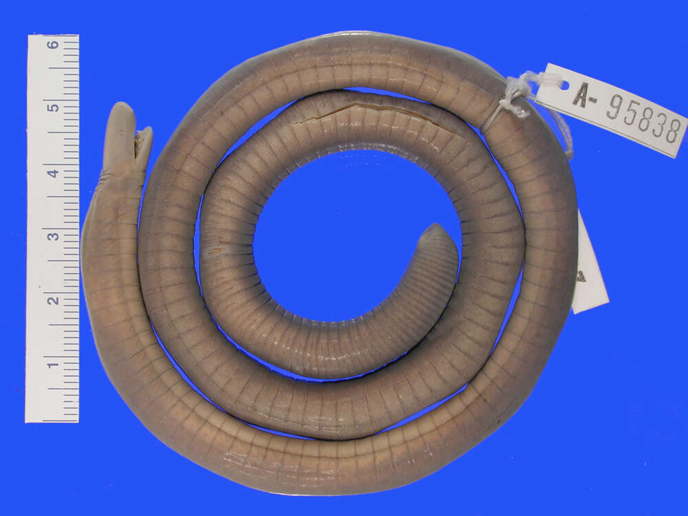 Image of Rio Lita Caecilian