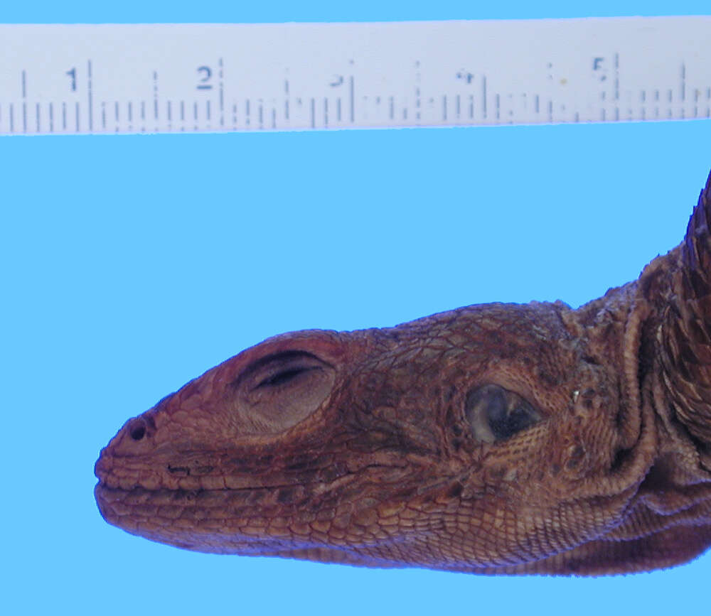 Image of agamid lizards