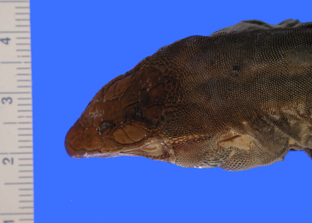 Image of <i>Aspidoscelis guttata</i>