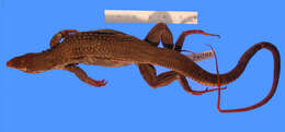 Image of <i>Aspidoscelis <i>guttata</i></i> guttata (Wiegmann 1834)