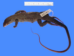 Image of <i>Aspidoscelis <i>guttata</i></i> guttata (Wiegmann 1834)