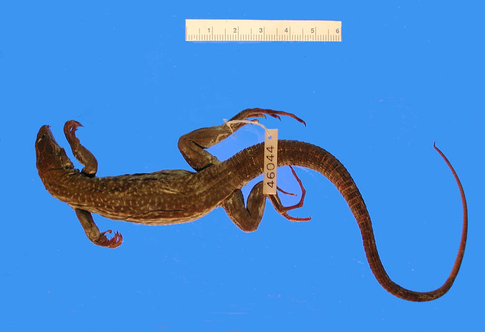 Image of <i>Aspidoscelis <i>guttata</i></i> guttata (Wiegmann 1834)