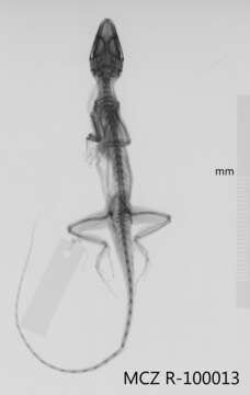 Image of Anolis ortonii Cope 1868