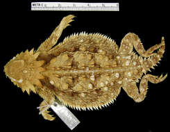 Image of Regal Horned Lizard