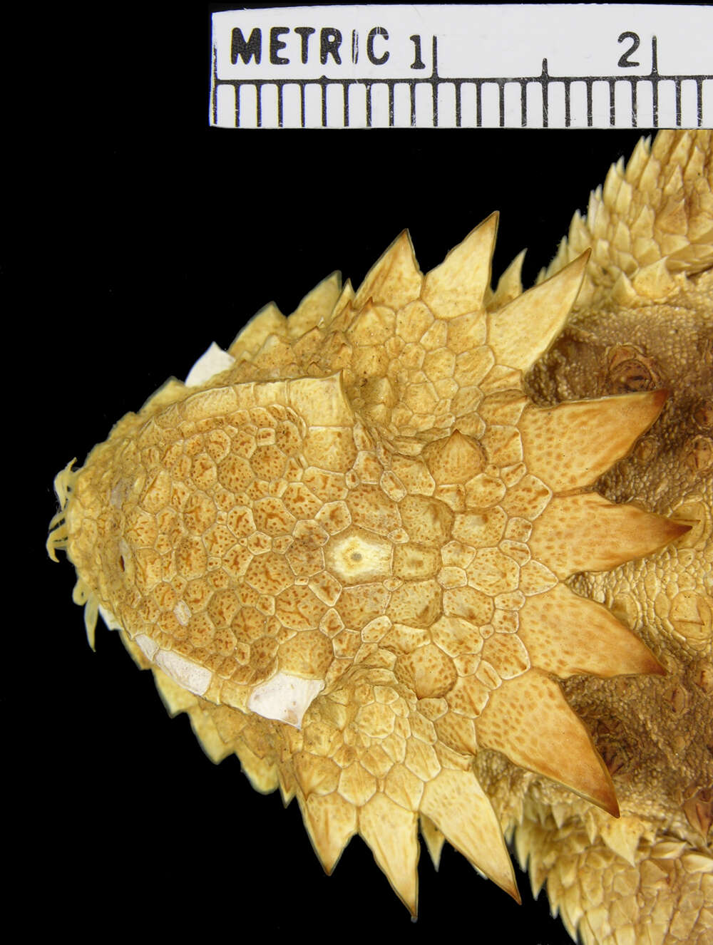 Image of Regal Horned Lizard