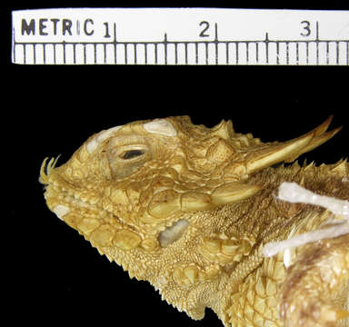 Image of Regal Horned Lizard