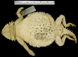 Phrynosoma solare Gray 1845 resmi