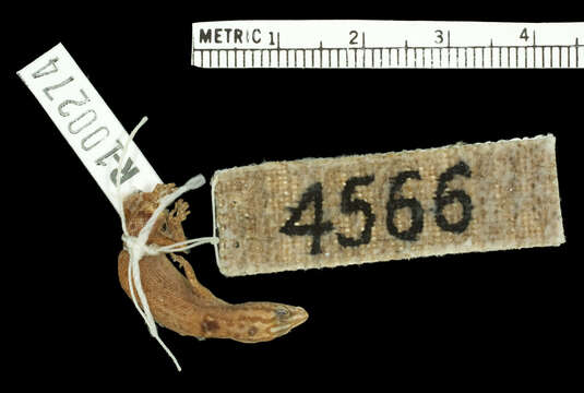 Image of Desecheo Gecko