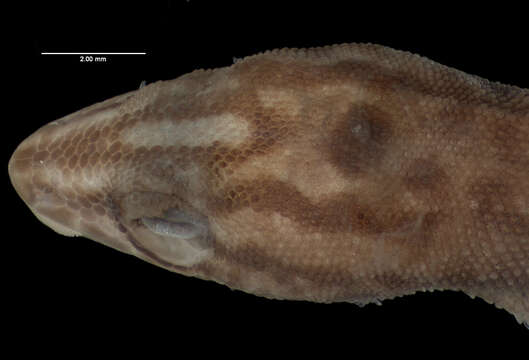 Image of Desecheo Gecko