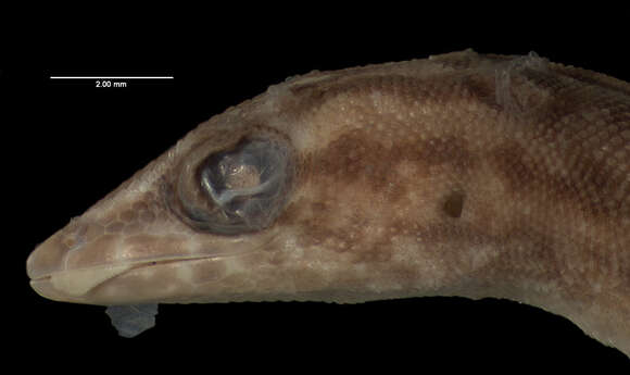 Image of Desecheo Gecko