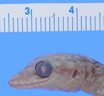 Image of Phyllodactylus tuberculosus saxatilis Dixon 1964