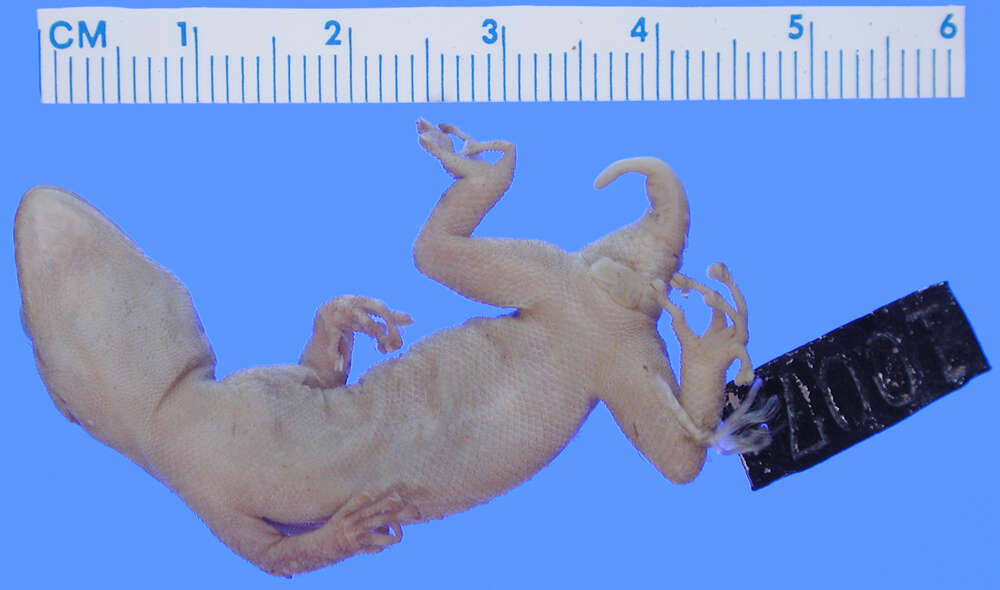 Image of Phyllodactylus tuberculosus saxatilis Dixon 1964