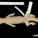 Image of Mountain Scaly-toed Gecko