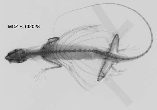 صورة Draco obscurus Boulenger 1887