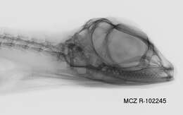 Image of Draco palawanensis Mcguire & Alcala 2000