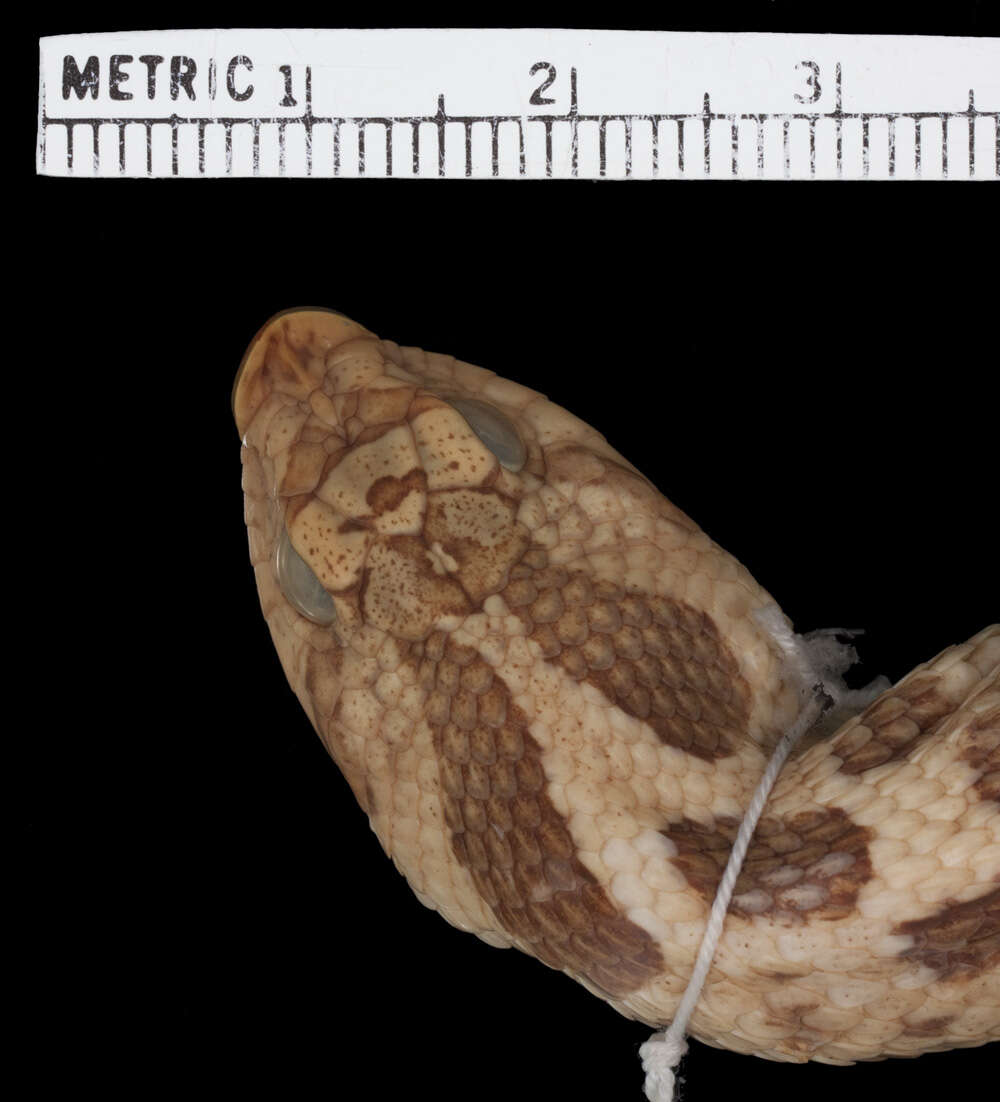 Image of Southern Hog-nosed Snake