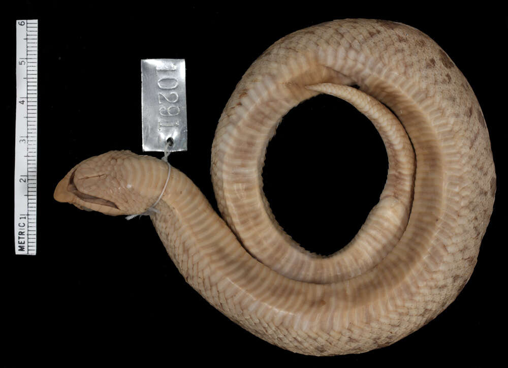 Image of Southern Hog-nosed Snake