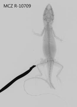 Anolis litoralis Garrido 1975 resmi