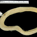Image of Smallhead Worm Lizard