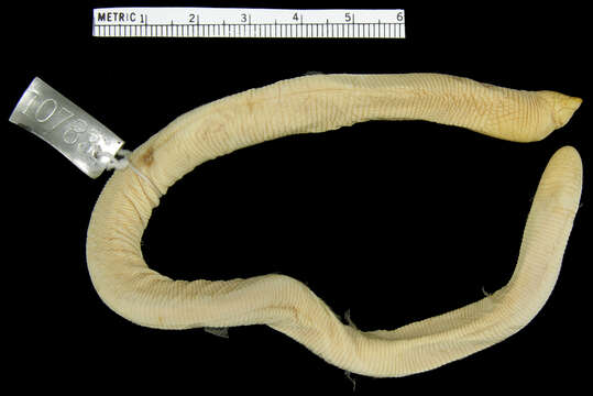 Image of Smallhead Worm Lizard