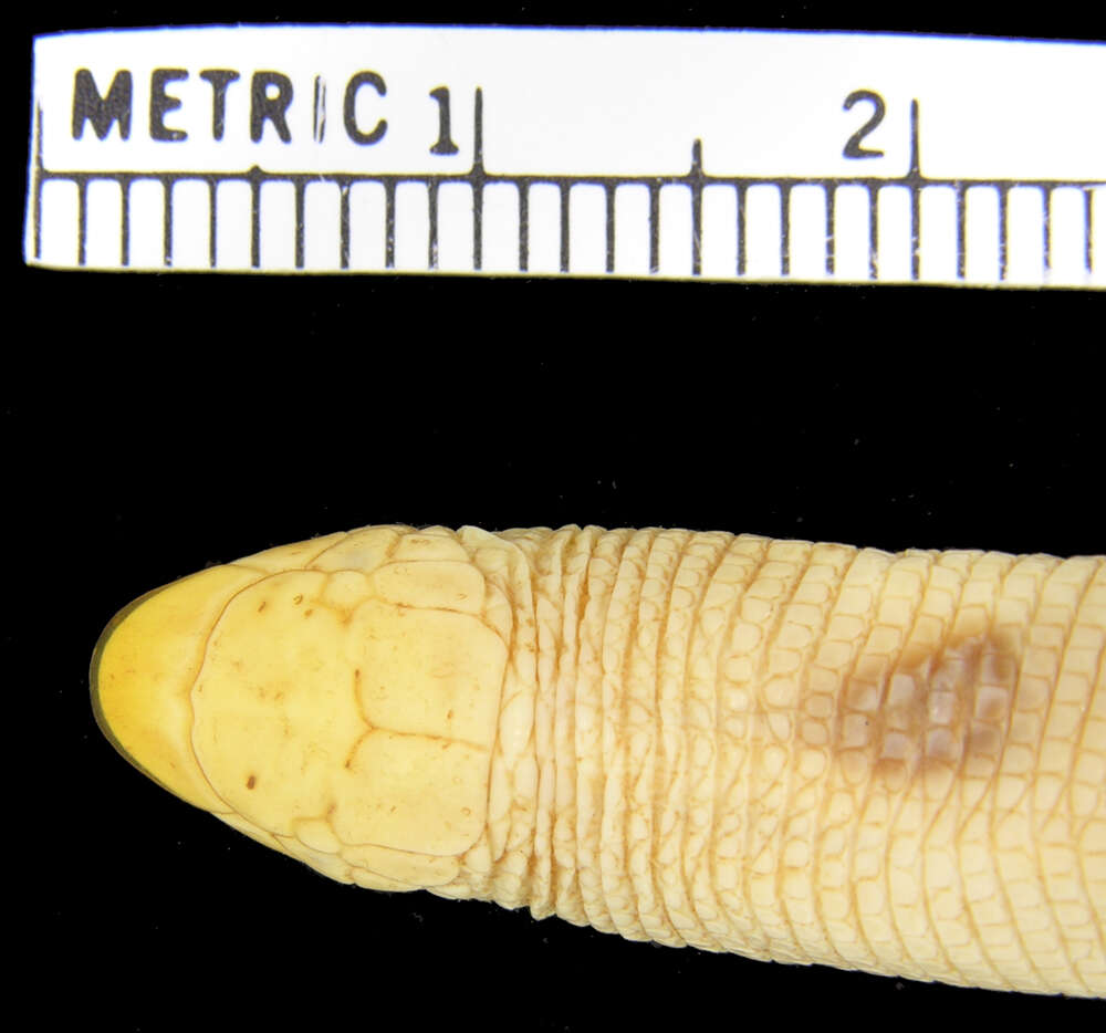 Image of Smallhead Worm Lizard