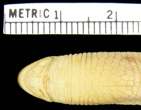 Image of Smallhead Worm Lizard